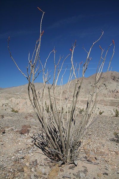 Anza-Borrego: rather bleak.