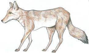 coyote 3