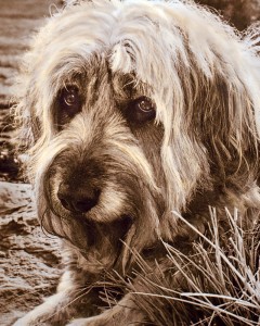 Madeline, a much-loved Wheaton terrier.