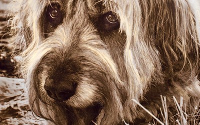 Guest Post: Remembering Madeline