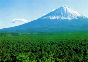 Mt. Fuji looms above Aokigahara.