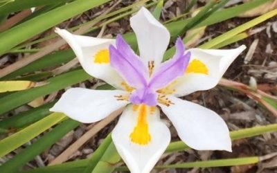 Stop And Smell The Flowers