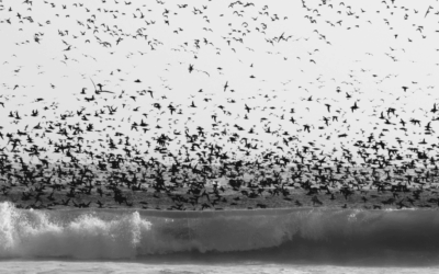 THE BIRDS…For Real?