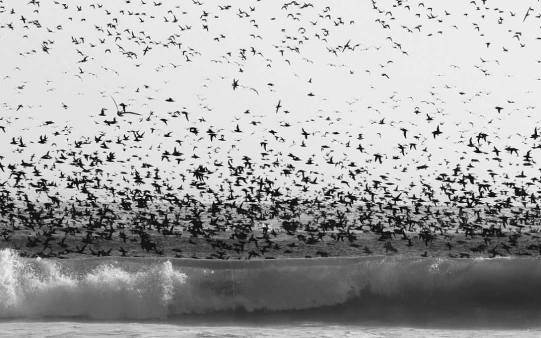 THE BIRDS…For Real?