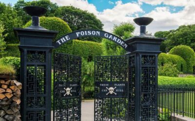 Pick Your Poison—Straight From The Garden
